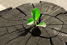 Ein toter Baumstumpf, aus dem eine kleine, grüne Pflanze hervorsprießt, Symbol für eine Neugeburt.